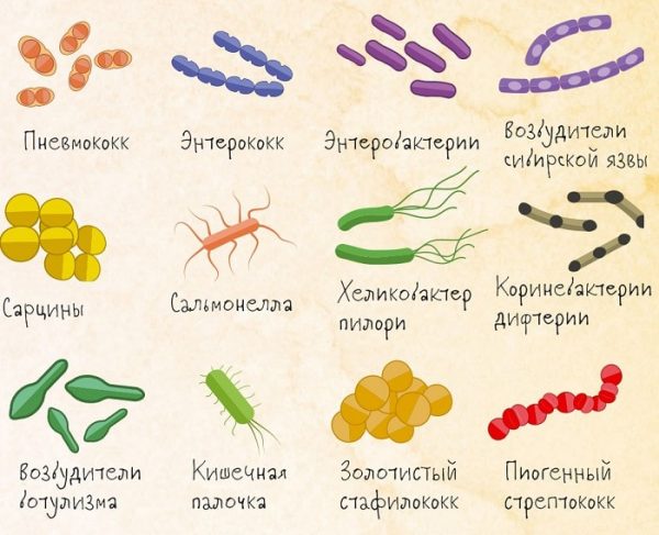 10 حقائق مثيرة للاهتمام حول البكتيريا