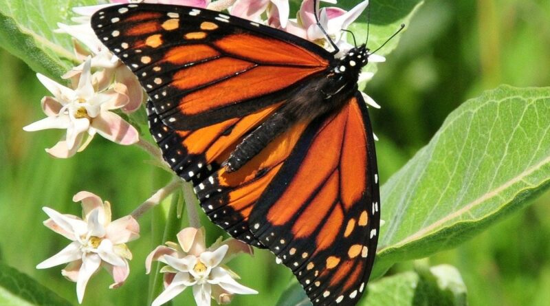 10 حقائق مثيرة للاهتمام حول الفراشات