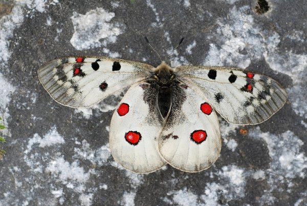 10 حقائق مثيرة للاهتمام حول الفراشات