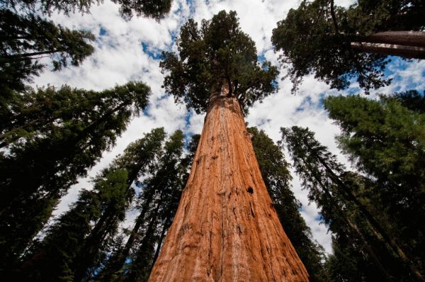 أكبر 10 أشجار في العالم