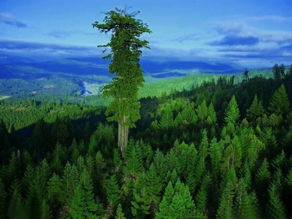 أكبر 10 أشجار في العالم